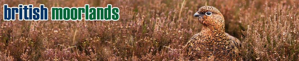 British Moorlands